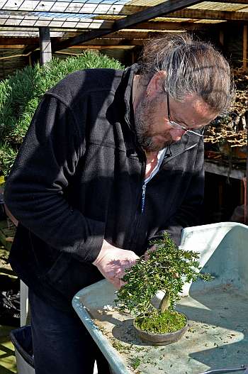 24-4-2016 taxus repotting 053 hans van meer 350