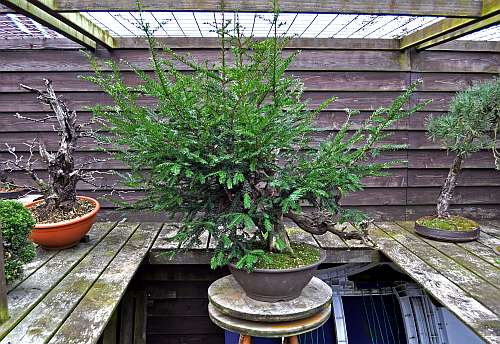 24-4-2016 taxus styling 082 hans van meer 500