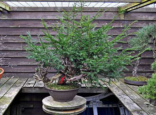 24-4-2016 taxus styling 090 hans van meer 500