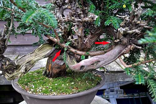 24-4-2016 taxus styling 091 hans van meer 500