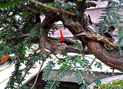 24-4-2016 taxus styling 109 hans van meer 500