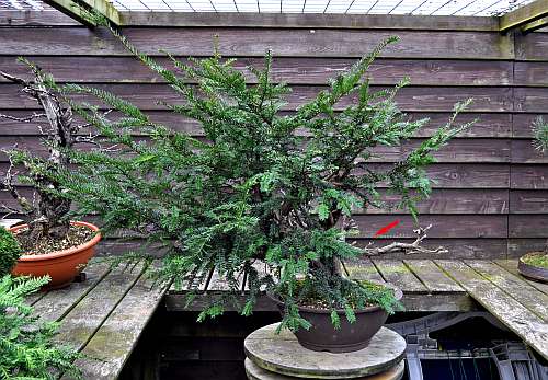 24-4-2016 taxus styling 111 hans van meer 500