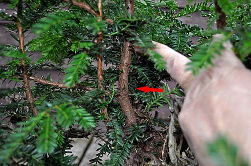 24-4-2016 taxus styling 115 hans van meer 500