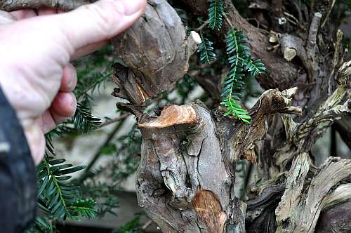 24-4-2016 taxus styling 136 hans van meer 500