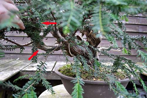 24-4-2016 taxus styling 140 hans van meer 500