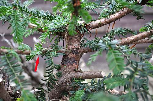 24-4-2016 taxus styling 150 hans van meer 500