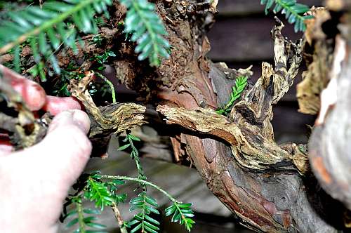 24-4-2016 taxus styling 159 hans van meer 500