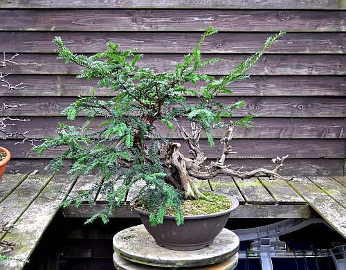 24-4-2016 taxus styling 162 hans van meer 500