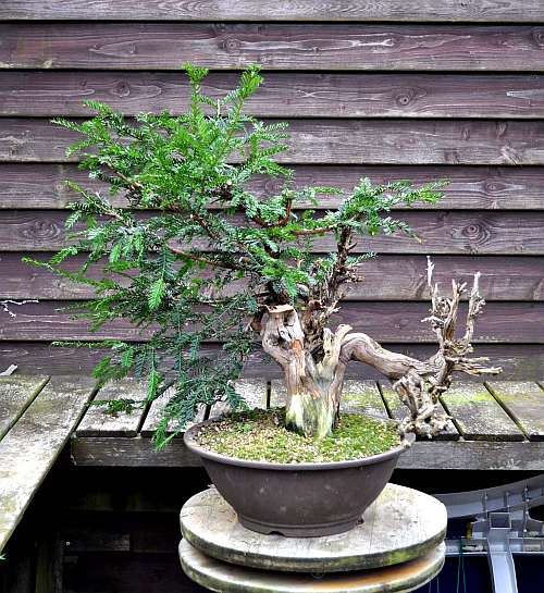 24-4-2016 taxus styling 165 hans van meer 500