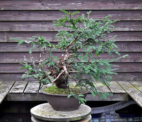 24-4-2016 taxus styling 172 hans van meer 500