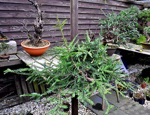 24-4-2016 taxus styling 175 hans van meer 500