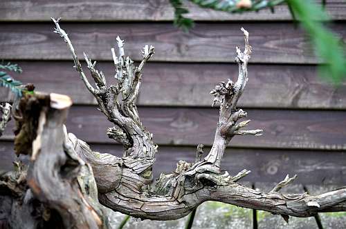 24-4-2016 taxus styling 189 hans van meer 500