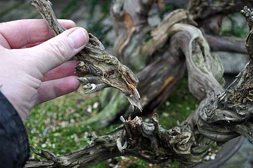 24-4-2016 taxus styling 191 hans van meer 500