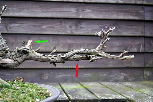 24-4-2016 taxus styling 196 hans van meer 500