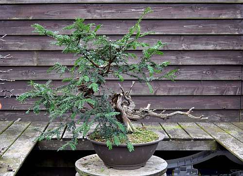 24-4-2016 taxus styling 213 hans van meer 500