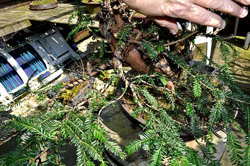 24-4-2016 taxus styling 229 hans van meer 500