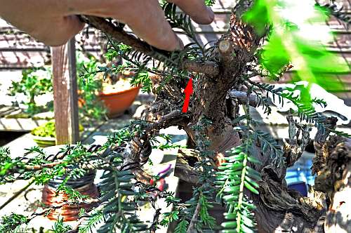 24-4-2016 taxus styling 240 hans van meer 500