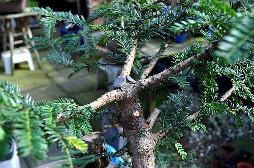 24-4-2016 taxus styling 247 hans van meer 500