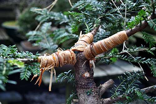 24-4-2016 taxus styling 254 hans van meer 500