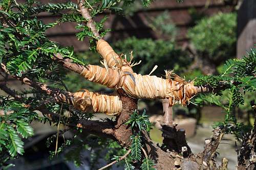 24-4-2016 taxus styling 258 hans van meer 500