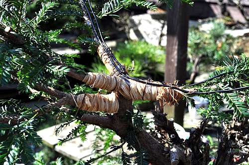 24-4-2016 taxus styling 259 hans van meer 500