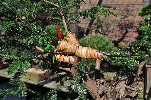 24-4-2016 taxus styling 263 hans van meer 500