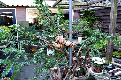 24-4-2016 taxus styling 272 hans van meer 500