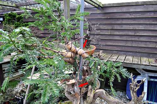 24-4-2016 taxus styling 276 hans van meer 500