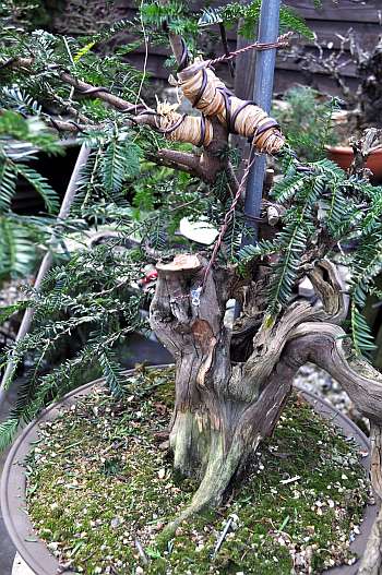 24-4-2016 taxus styling 279 hans van meer 350