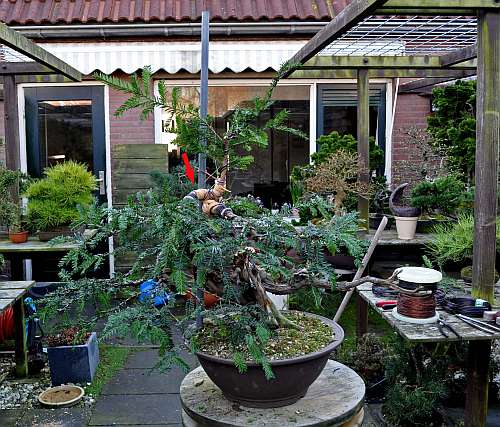 24-4-2016 taxus styling 294 hans van meer 500