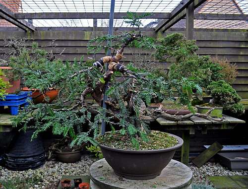 24-4-2016 taxus styling 312 hans van meer 500