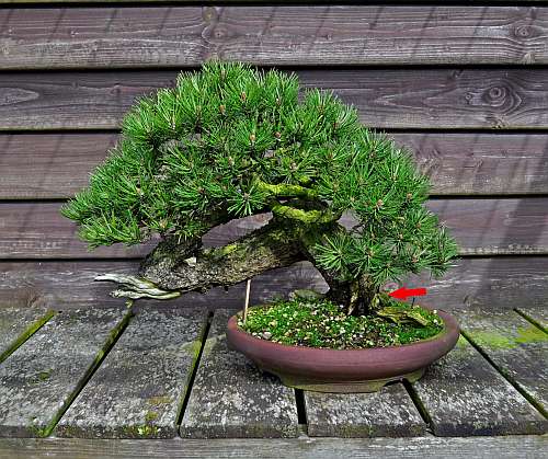 24-4-2016 Wolfie 313 hans van meer 500