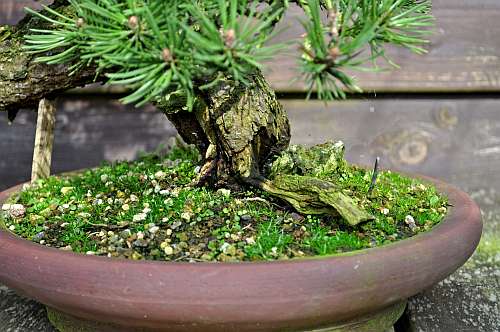 24-4-2016 Wolfie 326 hans van meer 500