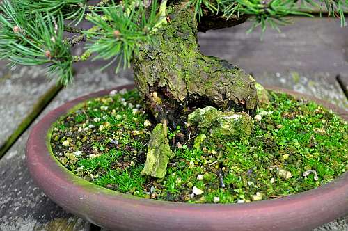 24-4-2016 Wolfie 338 hans van meer 500