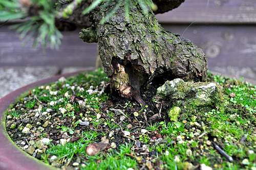 24-4-2016 Wolfie 349 hans van meer 500