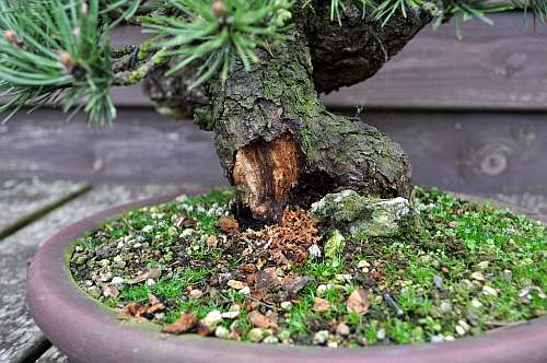 24-4-2016 Wolfie 359 hans van meer 500