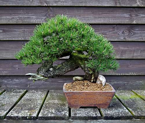 24-4-2016 Wolfie 366 hans van meer 500