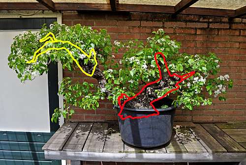 29-4-2016 Wolfie+Prunus 024 hans van meer virtual 500