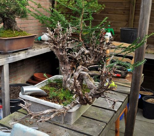 31-3-2012 verpoten Taxus 005 Hans van Meer 500