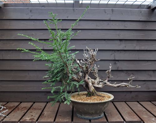 31-3-2012 verpoten Taxus 048 Hans van Meer 500