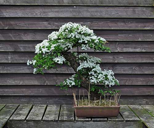 11-5-2016 Hawthorn 005 hans van meer 500