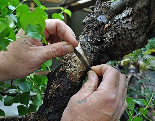 17-5-2016 Prunus 008 hans van meer 500