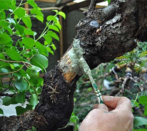 17-5-2016 Prunus 011 hans van meer 500