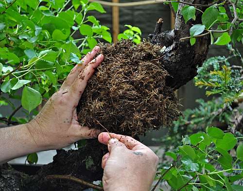 17-5-2016 Prunus 020 hans van meer 500