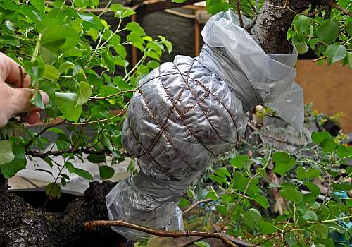 17-5-2016 Prunus 024 hans van meer 500