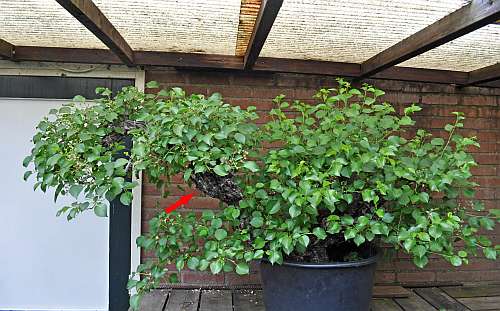 17-5-2016 Prunus mahaleb 003 hans van meer 500