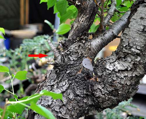 17-5-2016 Prunus mahaleb 034 hans van meer 500