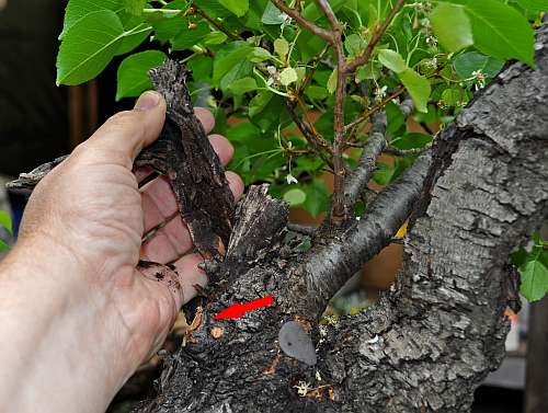 17-5-2016 Prunus mahaleb 039 hans van meer 500