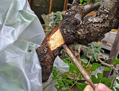 17-5-2016 Prunus mahaleb 059 hans van meer 500