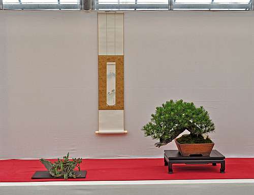 28-5-2016 KEI-BONSAI-KAI SHOW 004 hans van meer 500